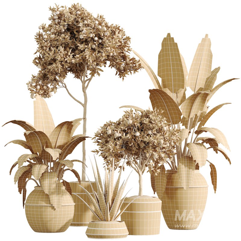 AV Indoor Plants Set 322 Fruit Orange Tree and Ficus Tineke Rubber and Aloe Vera - Image 9