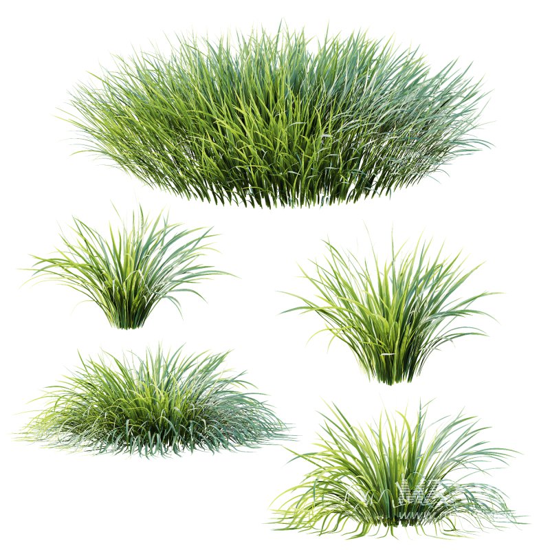 ntal grasses are widely used in landscaping for ground cover, edging, and creating natural textures in gardens. The set offers realistic density and organic variation, making it ideal for exterior design, botanical compositions, and architectural visualizations. With clean topology and 4K textures, these models ensure both high performance and lifelike detail. - Image 5