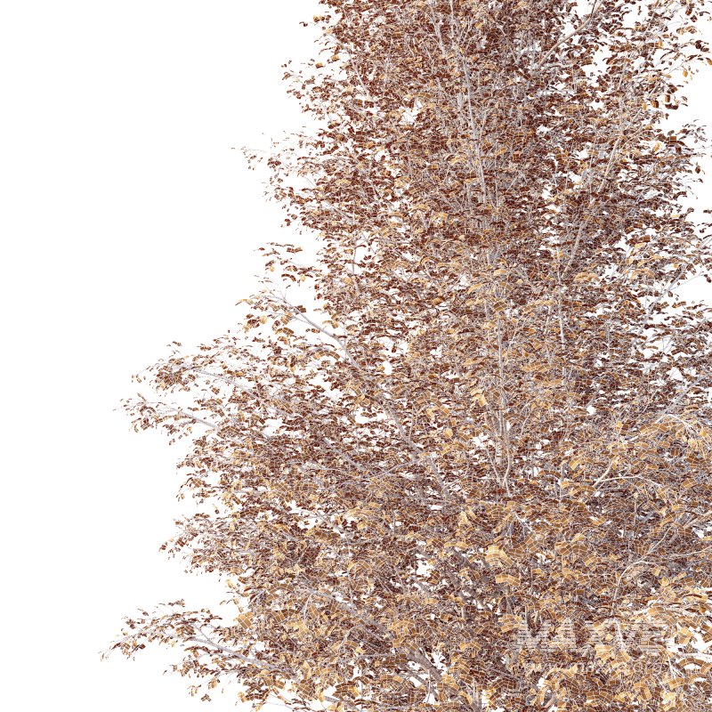 AV Plants Alnus Glutinosa Tree08 - Image 4