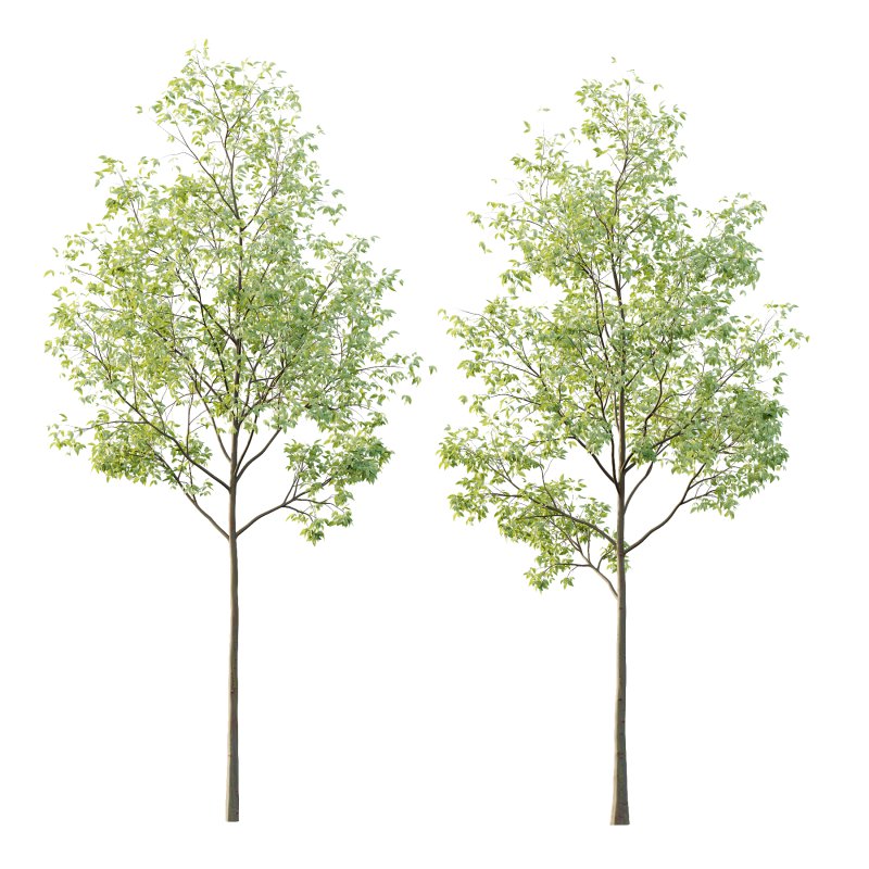 Celtis australis Tree 02 - Image 2