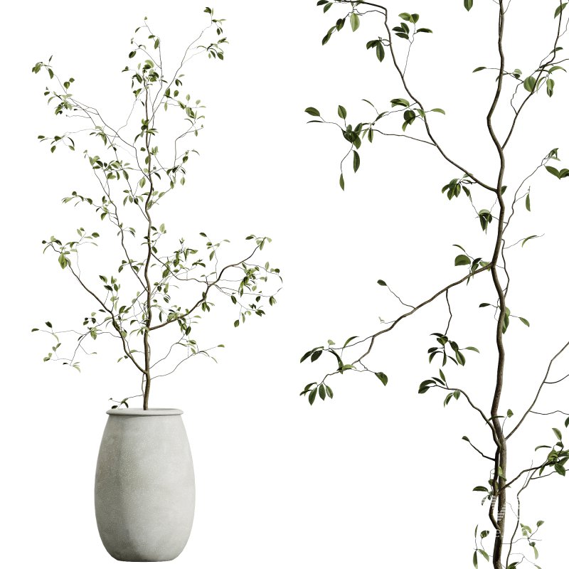 AV Indoor Plants Set 312 Japandi Decorative Minimalism Ficus Dracaena Marginata - Image 3