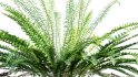 Collection 09 – Fern Garden - Thumbnail 18