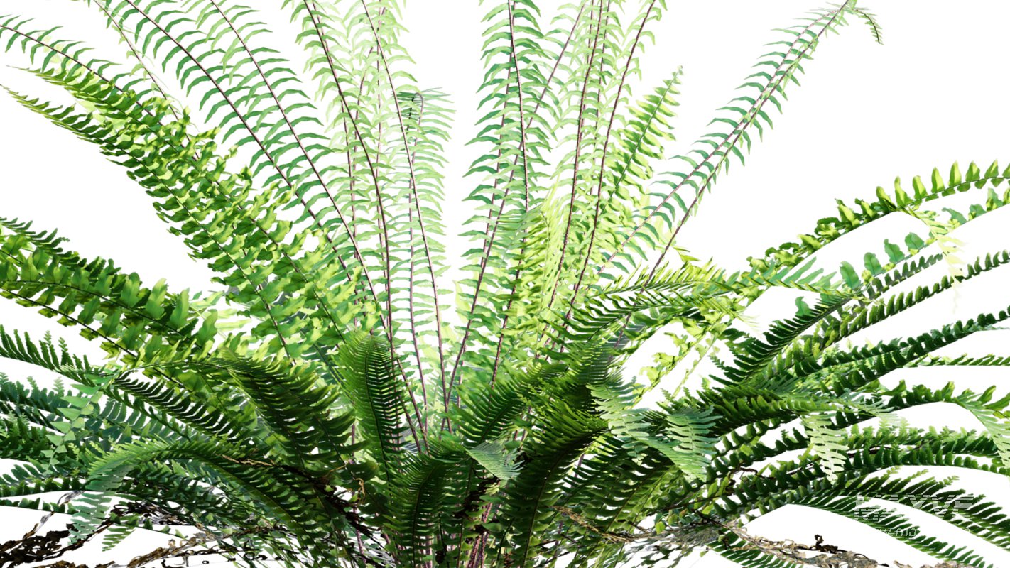 Collection 09 – Fern Garden - Image 18