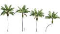 Collection 10 – Palm garden - Thumbnail 15