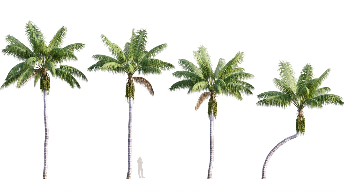Collection 10 – Palm garden - Image 15