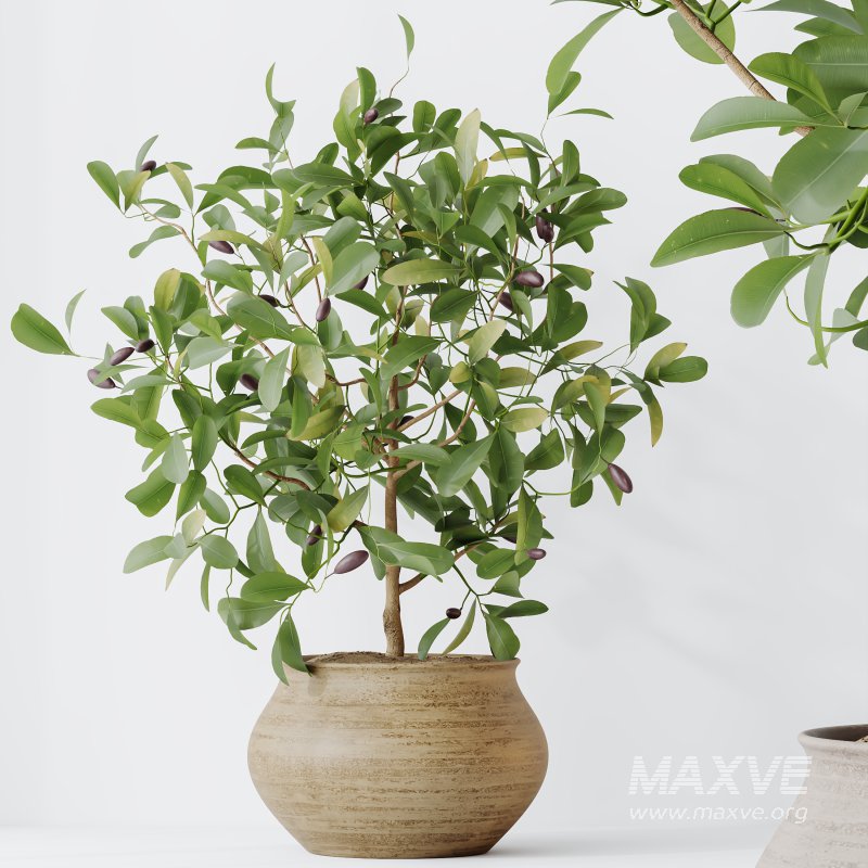 AV Indoor Plants Set 366 Briful Pachira and Areca Palm and Ficus microcarpa and Bird Of Paradise - Image 1