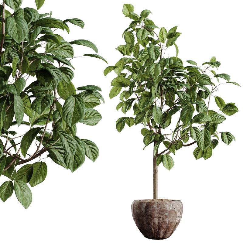 AV Indoor Plants Set 345 Ficus Dracaena Marginata and Alnus Alder Betulaceae - Image 5