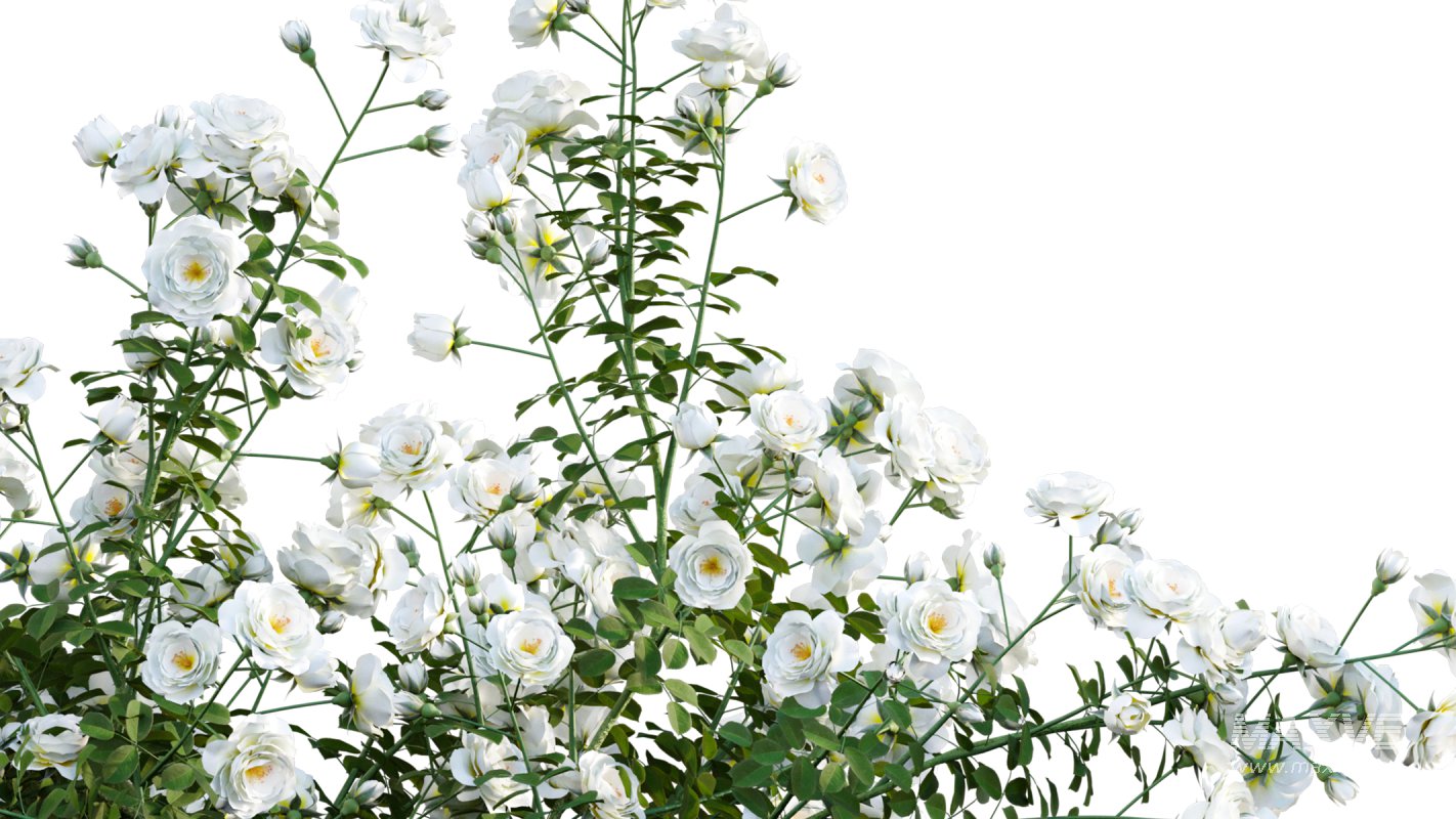 Collection 08 – Rose Garden - Image 34