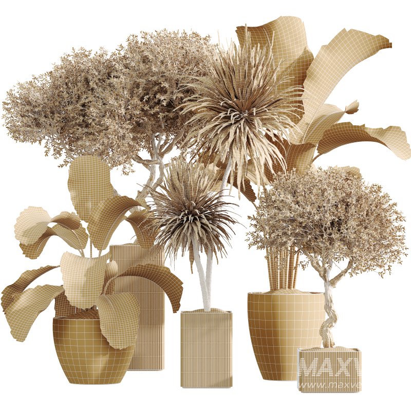 AV Indoor Plants Set 327 Mission Olive and Yucca Aloifolia Rostrata Palm and Lutea Cuban Cigar - Image 7