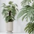 AV Indoor Plants Set 329 Euphorbia Drupifera and Spathiphyllum Lily and Monstera Deliciosa - Thumbnail 2