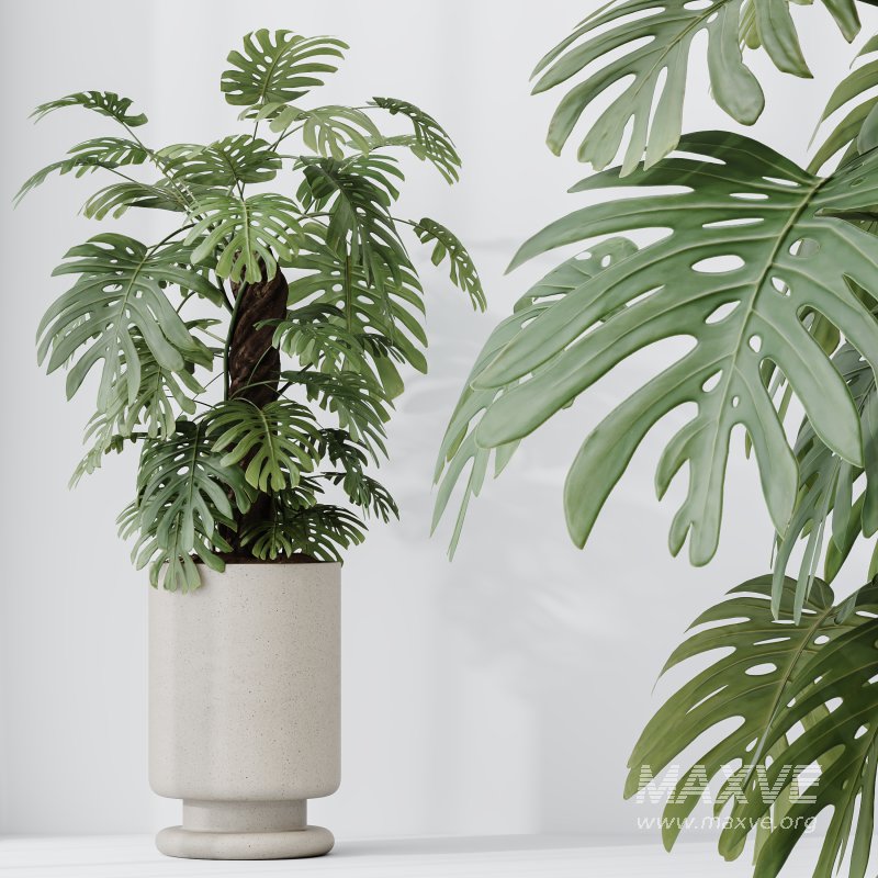 AV Indoor Plants Set 329 Euphorbia Drupifera and Spathiphyllum Lily and Monstera Deliciosa - Image 2