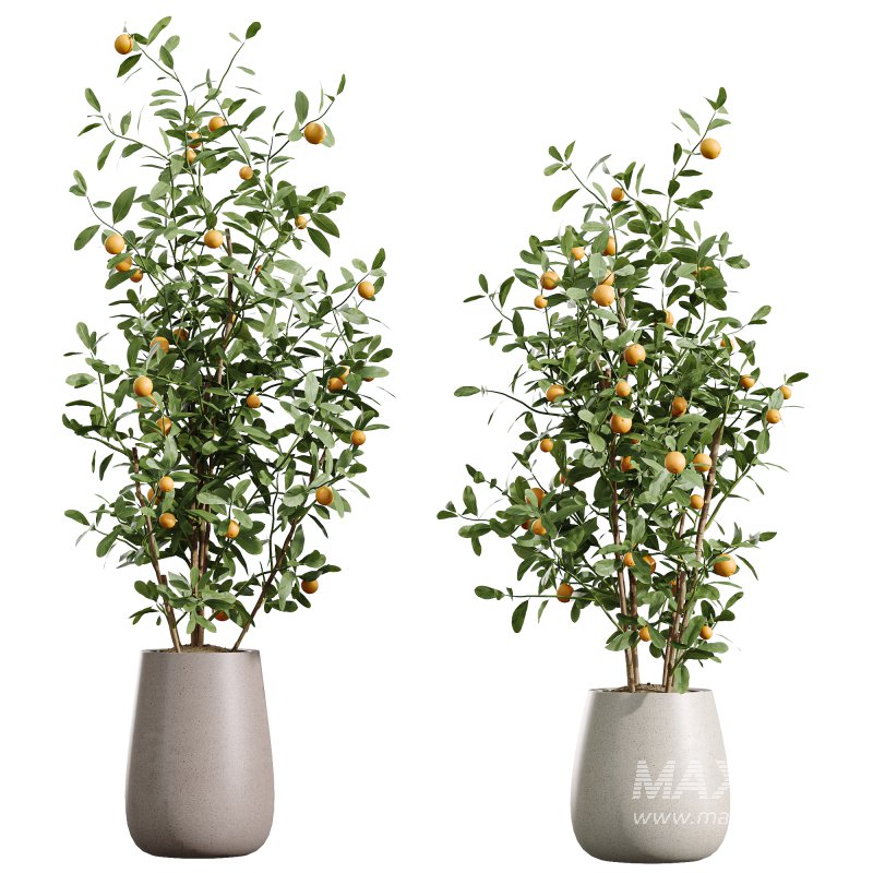 AV Indoor Plants Set 350 Olive Eucalyptus and Banana Nicolai and Yucca and Bonsai Orange - Image 4