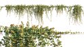 Collection 11 – Ground cover – Vines and Creepers - Thumbnail 35