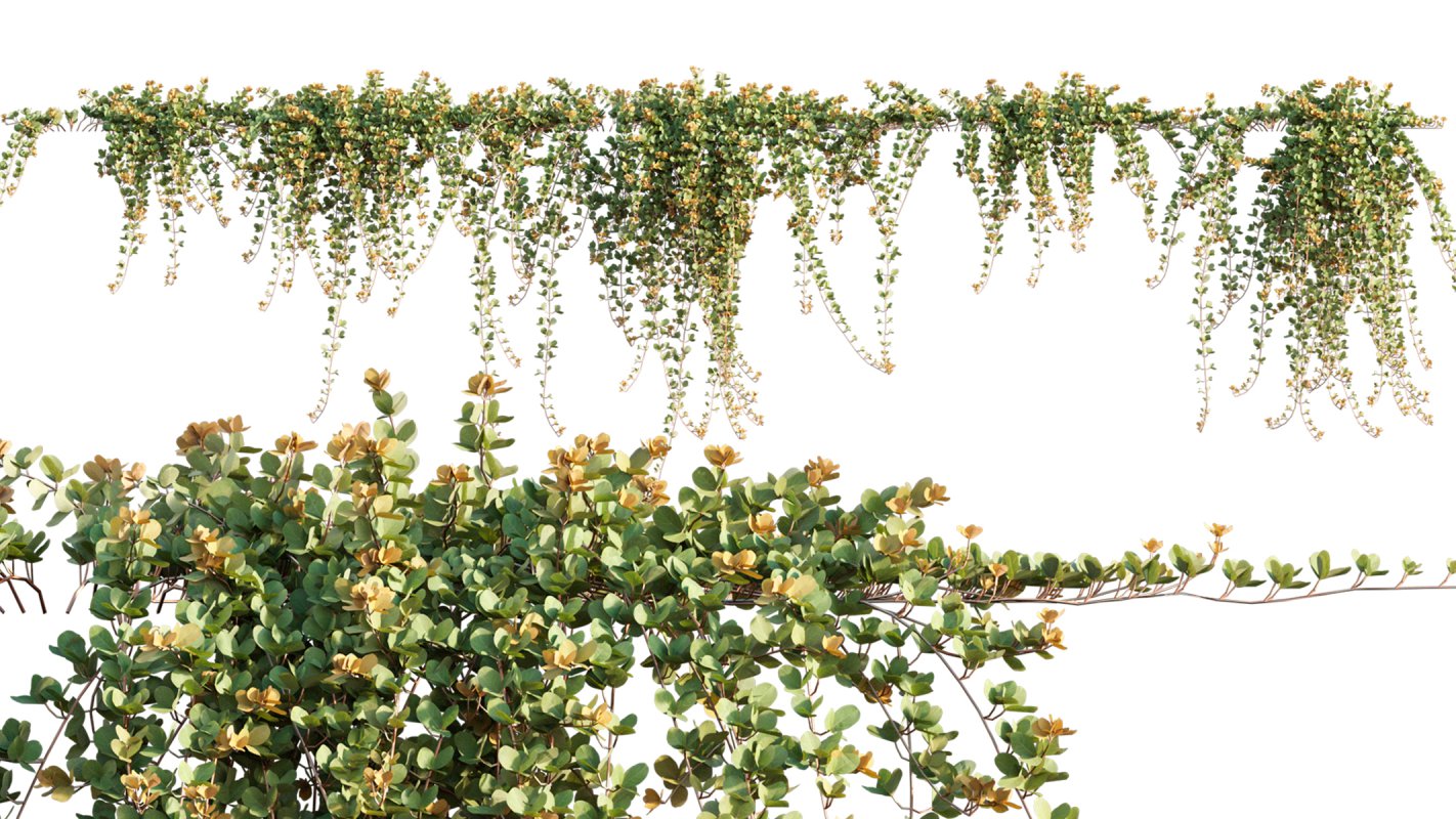 Collection 11 – Ground cover – Vines and Creepers - Image 35