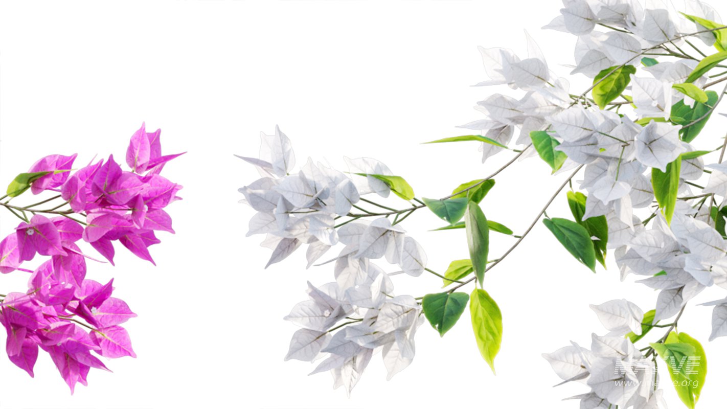 Collection 07 – Central America Garden - Image 44