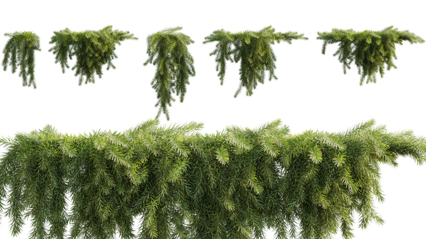 Collection 11 – Ground cover – Vines and Creepers - Image 10