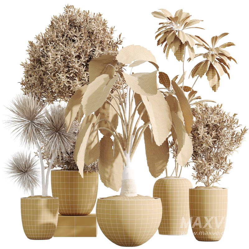 AV Indoor Plants Set 347 Arbequina Olive and Ficus Cyathistipula and Cunjevoi Alocasia and Yucca Palm - Image 14