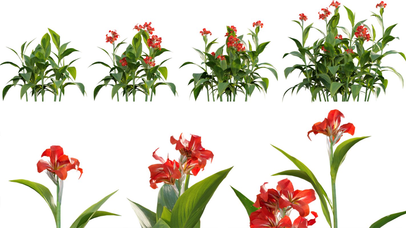 Collection 07 – Central America Garden - Image 34