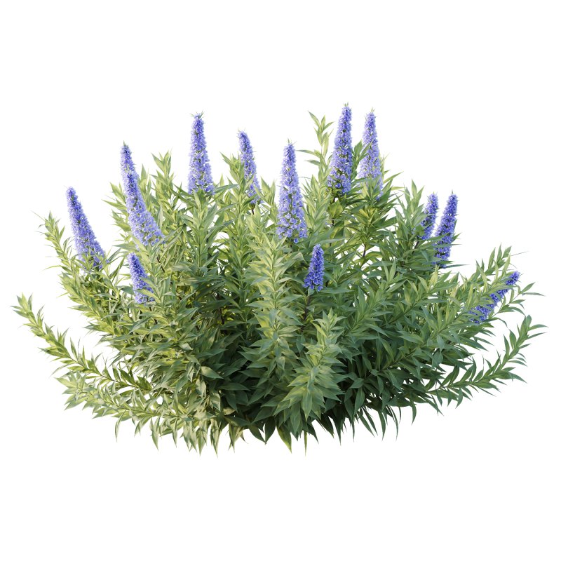 Echium candicans Pride of Madeira Bush 03 - Image 3