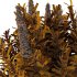 Echium candicans Pride of Madeira Bush 03 - Thumbnail 4