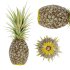 Ananas - Thumbnail 2