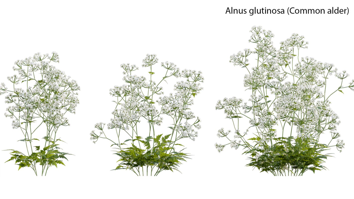 Collection 14 – English Garden - Image 10