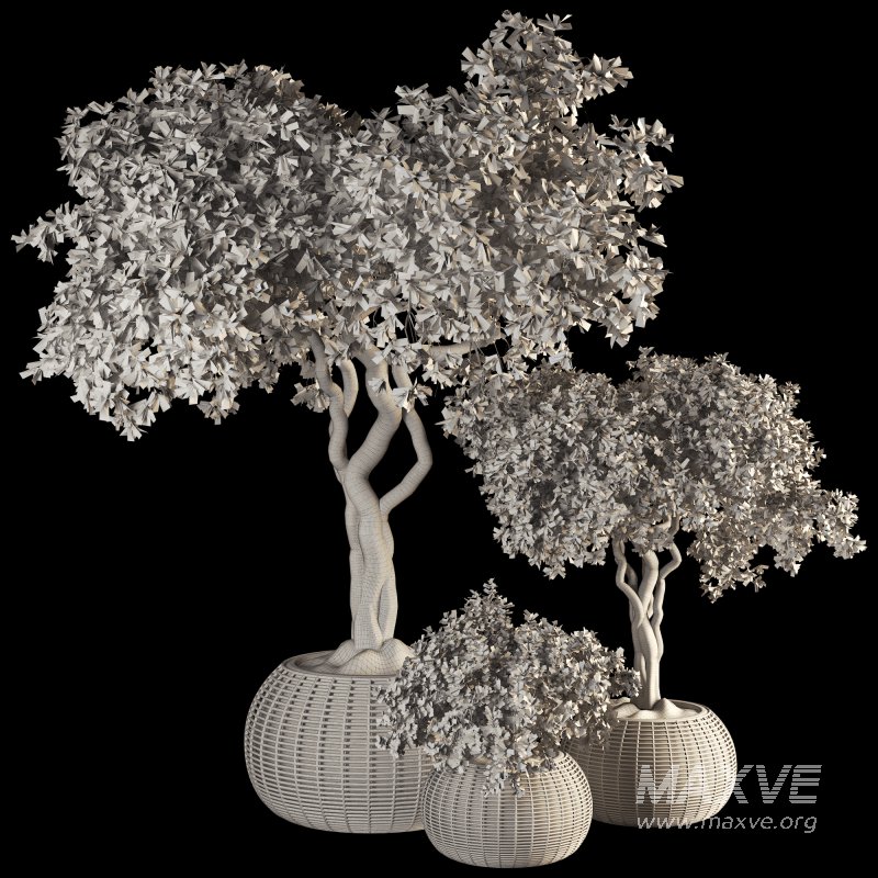 Indoor Tree in Pot Collection - Image 5