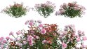 Collection 08 – Rose Garden - Thumbnail 7