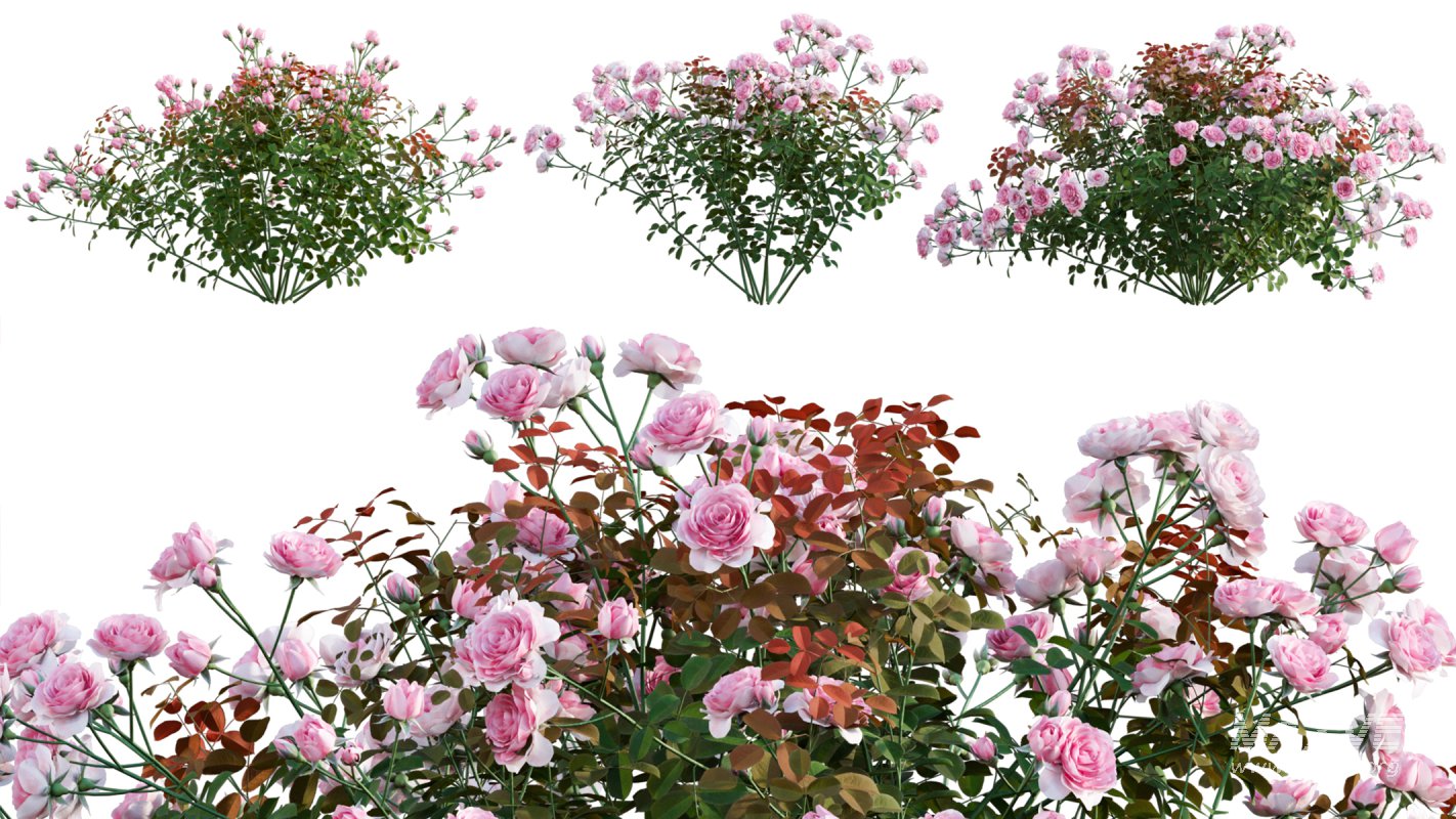 Collection 08 – Rose Garden - Image 7