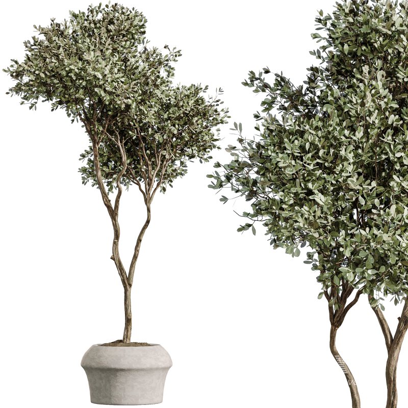 AV Indoor Plants Set 352 Ficus Elastica Beliza and Lemon Lime Cane and Mission Olive - Image 1