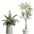 AV Indoor Plants Set 367 Japandi Decorative and Zamiifolia and Calathea Lutea and Dracaena Warneckii - Thumbnail 6