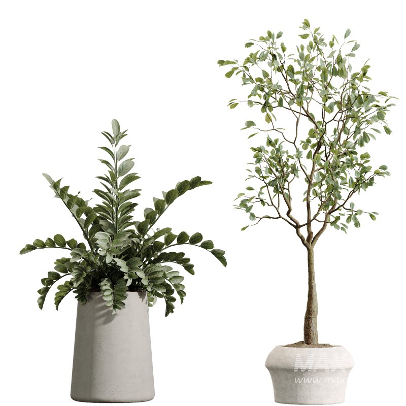 AV Indoor Plants Set 367 Japandi Decorative and Zamiifolia and Calathea Lutea and Dracaena Warneckii - Image 6