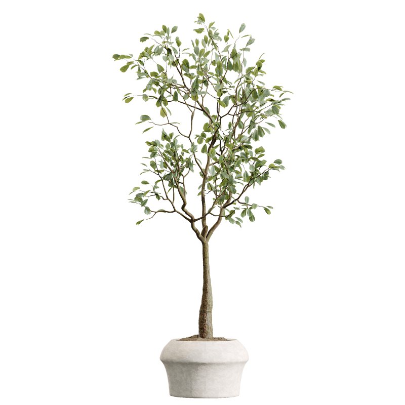 AV Indoor Plants Set 367 Japandi Decorative and Zamiifolia and Calathea Lutea and Dracaena Warneckii - Image 2