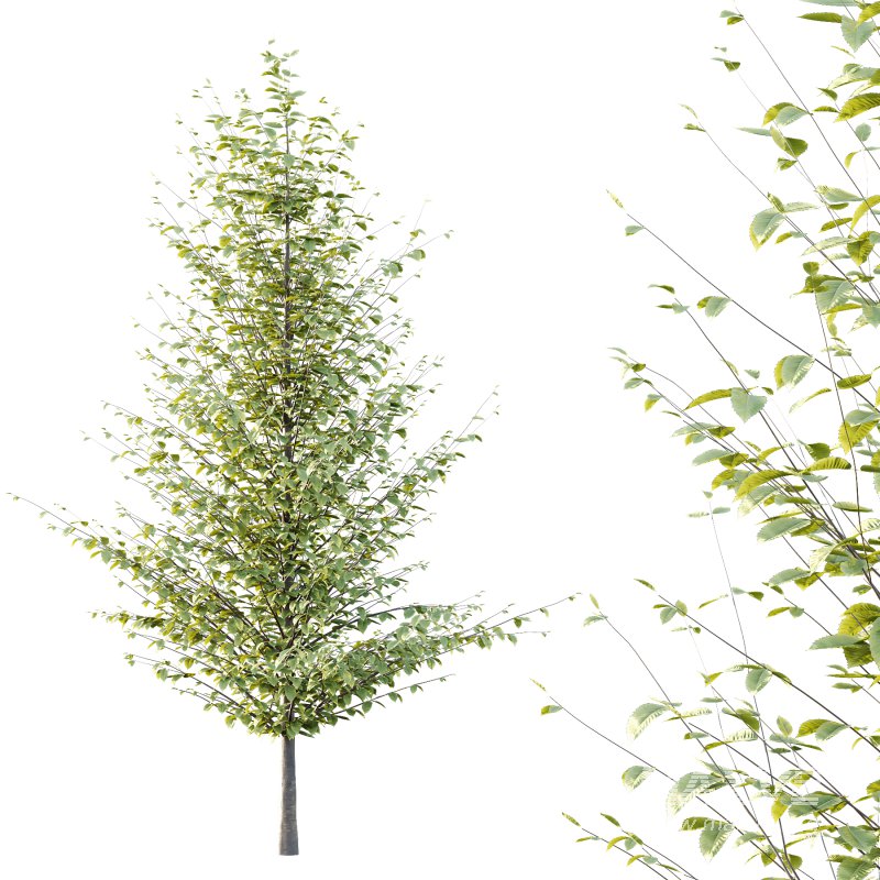 Different Trees 59 - Image 3