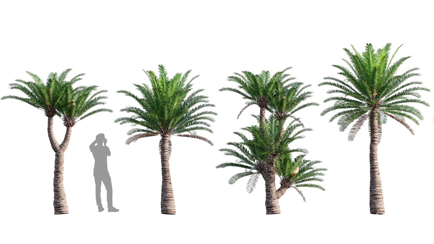 Collection 10 – Palm garden - Image 22