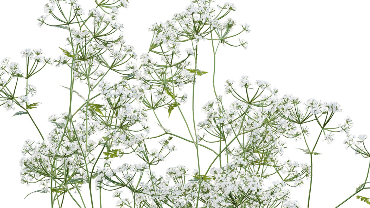 Collection 14 – English Garden - Image 11