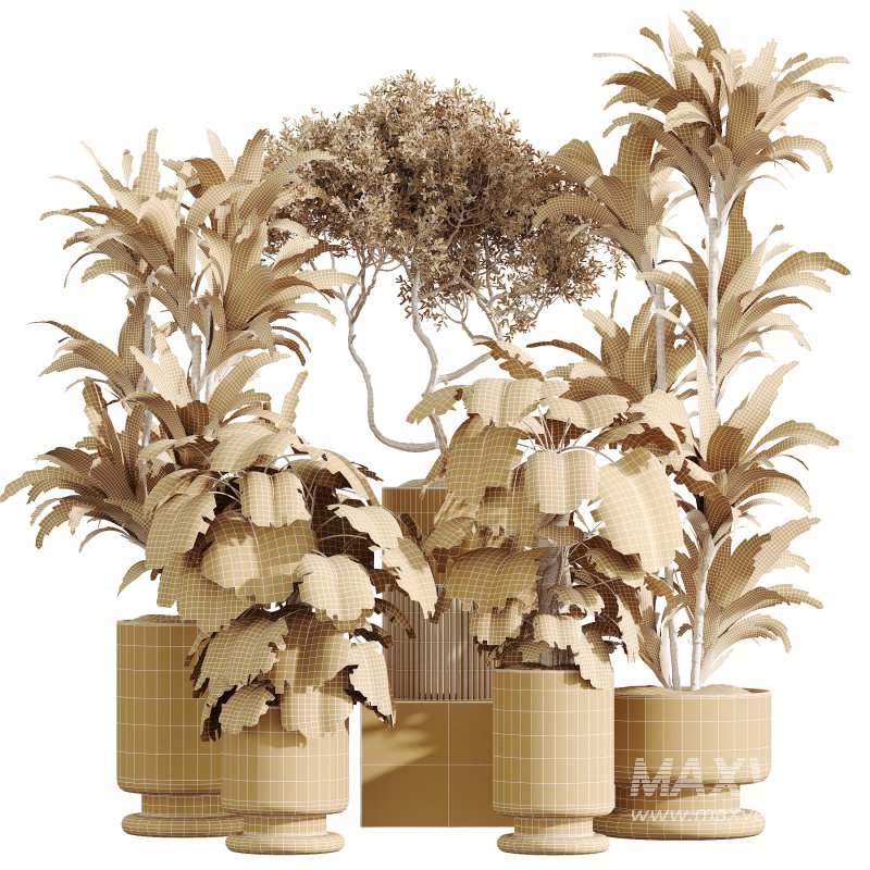 AV Indoor Plants Set 355 Dracaena Lime Cane Dragon and Elegant Monstera and Mission Kalamata - Image 6