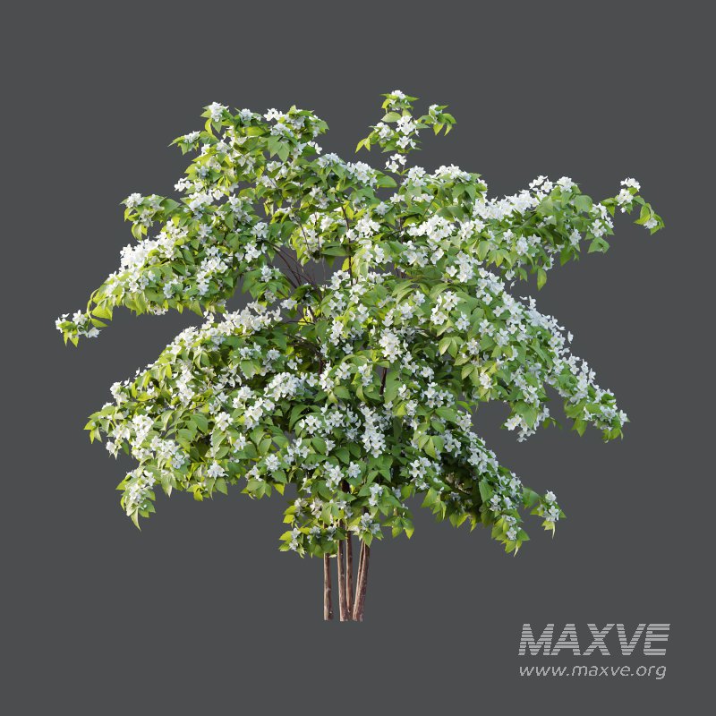 Philadelphia Bush 02 - Image 2