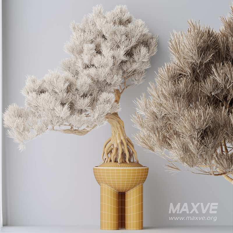 AV Indoor Plants Set 315 Ficus Retusa Bonsai Ginseng and Bonsai Pinus Pentaphylla Thunbergii - Image 9