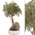Bonsai - Thumbnail 1