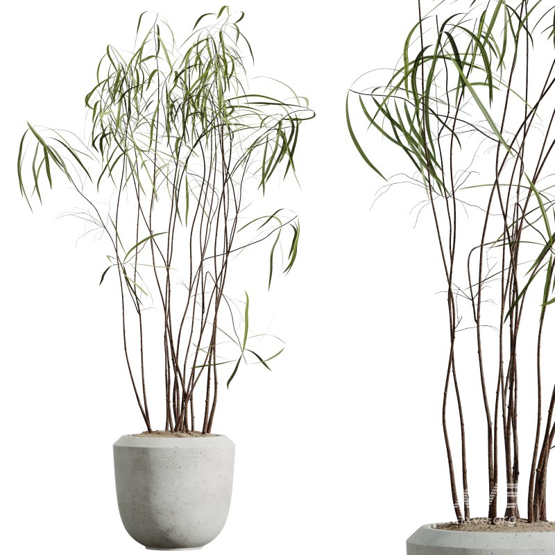 AV Indoor Plants Set 344 Ficus Marginata and Cactus Euphorbia Trigona - Image 2