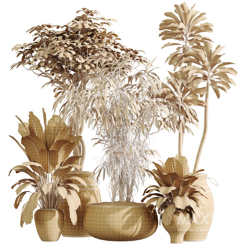 AV Indoor Plants Set 354 Ficus Marginata and Ficus Elastica and Euphorbia and Schefflera - Image 11