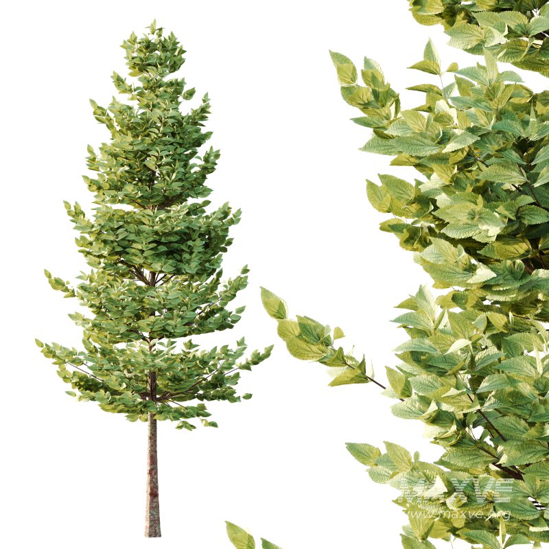 Tilia platyphyllos Tree 06 - Image 2