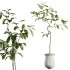 AV Indoor Plants Set 321 Japandi Decorative Minimalism Ficus Dracaena Marginata - Thumbnail 6