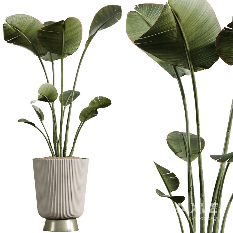 AV Indoor Plants Set 353 Spineless Yucca and Mission olive and Ravenala Banana - Image 4