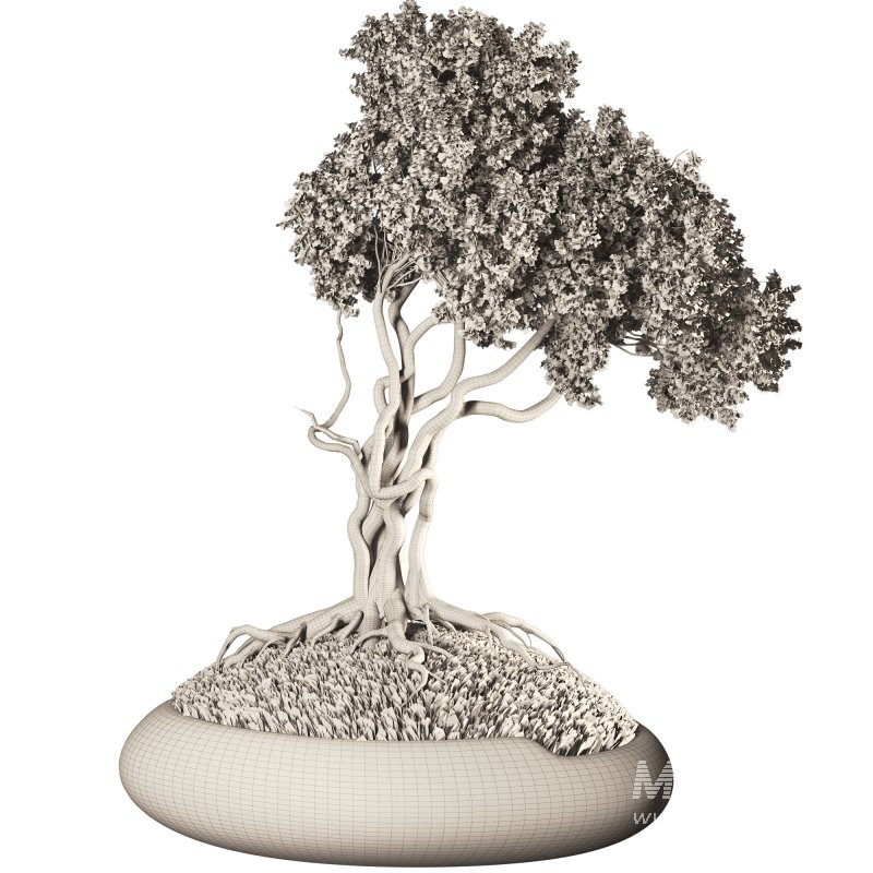 Bonsai - Image 5