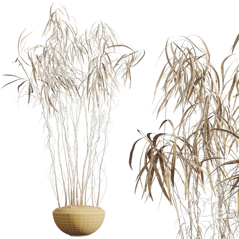 AV Indoor Plants Set 345 Ficus Dracaena Marginata and Alnus Alder Betulaceae - Image 7