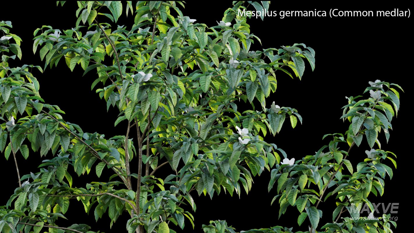 Collection 14 – English Garden - Image 35