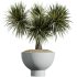 AV Indoor Plants Set 340 Ravenala Banana and China Orange Tree and Spineless Yucca - Thumbnail 3