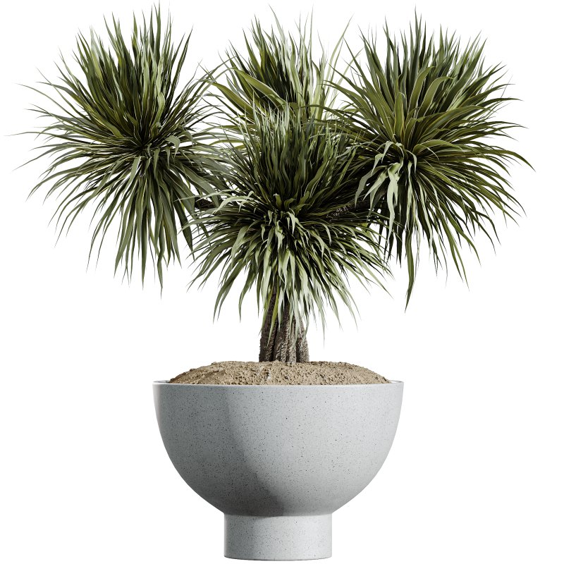 AV Indoor Plants Set 340 Ravenala Banana and China Orange Tree and Spineless Yucca - Image 3